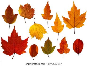 882,893 Autumn leaves isolated Images, Stock Photos & Vectors ...