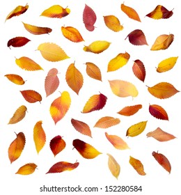 Set Of Falling Autumn Leaves Isolated On White