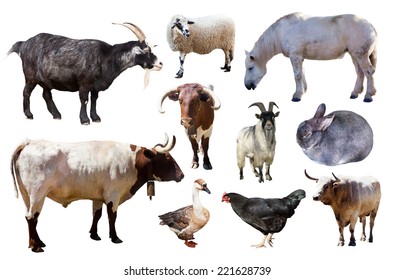 Farm animals isolated Images, Stock Photos & Vectors | Shutterstock