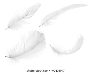 set of feather isolated on white background - Shutterstock ID 492405997