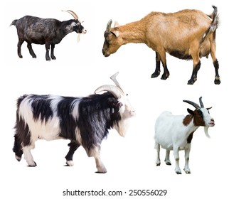Set of few goats. Isolated over white background