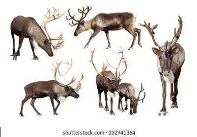 Set of few reindeer (Rangifer tarandus). Isolated over white background