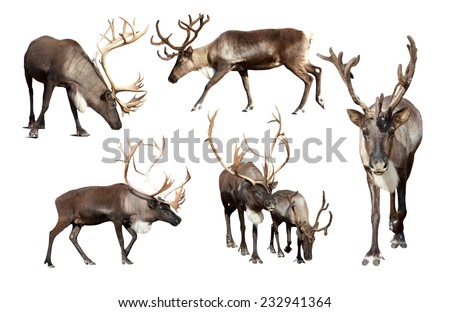 Set of few reindeer (Rangifer tarandus). Isolated over white background