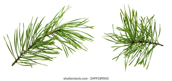 Set of fir branches. pine branch. green twig of a forest coniferous tree. pine branch needles close-up. Spring or autumn, forest. Nature is waking up. isolated. Natural decor. - Powered by Shutterstock