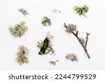 Set of fishnet lichen, Cladonia boryi, lichen on white background