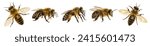 Set of five bees or honeybees in Latin Apis Mellifera, european or western honey bee isolated on the white background