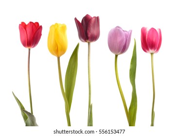 Set of five different color  tulips isolated on white background
