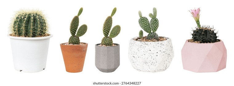 A set of five potted cacti in various shapes and sizes, featuring different colored pots: white, terracotta, gray, speckled, and pink.