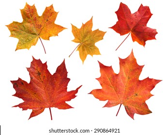 Set of five red and yellow maple leaves isolated on white
