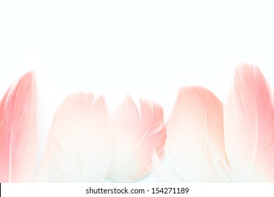 Set Of Flamingo Feathers Isolated On White Background