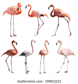 Set of Flamingoes. Isolated over white background