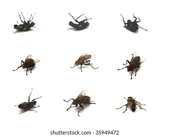 Set Flies On White Background Stock Photo 35949472 | Shutterstock