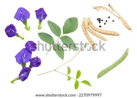 Set of flower or blue pea, bluebellvine , cordofan pea, clitoria ternatea with green leaf isolated on white background. Top view. Flat lay. 