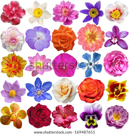 Set of Flower heads isolated on white