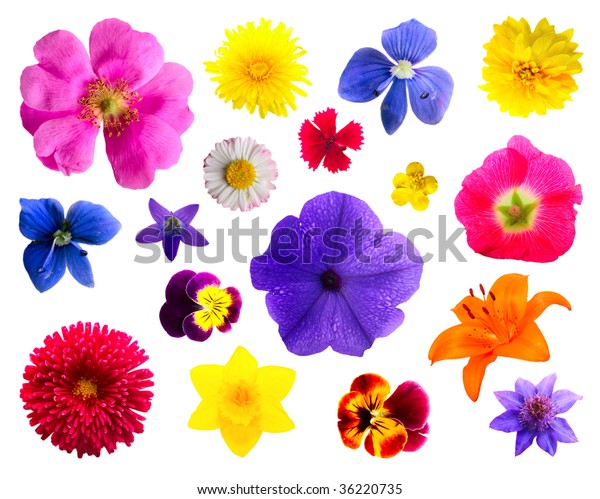 Set Flowers Stock Photo 36220735 | Shutterstock