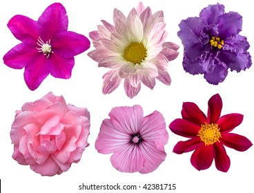 Multicolored Petunia Flowers On Transparent Background Stock Photo ...