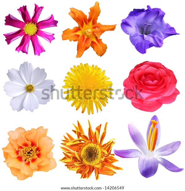 Set Flowers Different Shapes Colors Isolated Stock Photo (Edit Now ...
