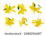 Set of flowers Hypericum isolated on white background, top view. Perforated St. John