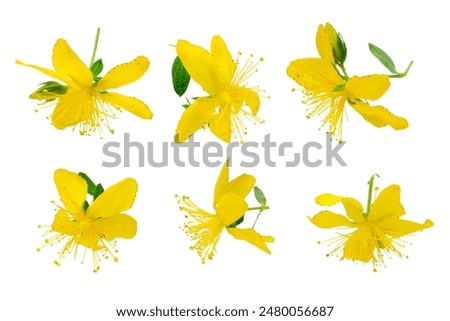 Set of flowers Hypericum isolated on white background, top view. Perforated St. John's wort flowers isolated on white background. Flowers St. John's wort isolated on white background, top view.