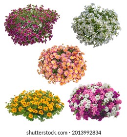 Set Of Flowers Isolated On White Background. Cutout Plants For Garden Design Or Landscaping. High Quality Clipping Mask For Professionnal Composition. Flower Bed.