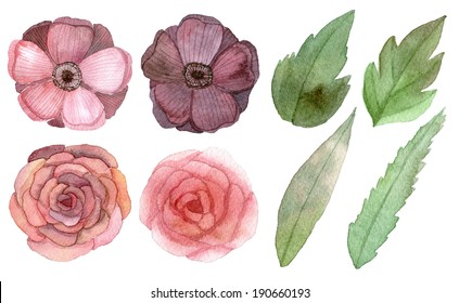 Set of flowers and leaves traditional drawing and painting by water-color on white background