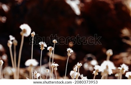 Similar – Image, Stock Photo grass stain Plant Flower