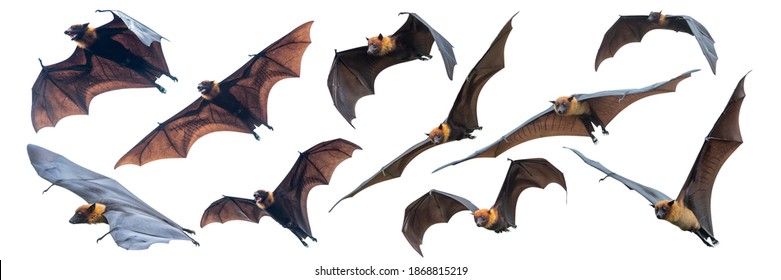 Set of flying bats isolated on white background