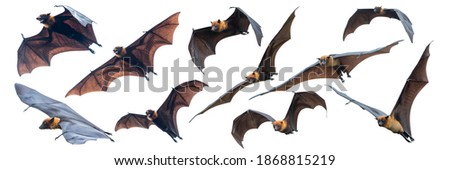 Set of flying bats isolated on white background