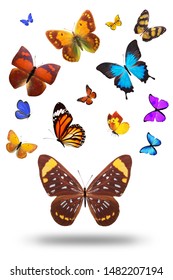 Big Collection Colorful Butterflies Vector Stock Vector (Royalty Free ...