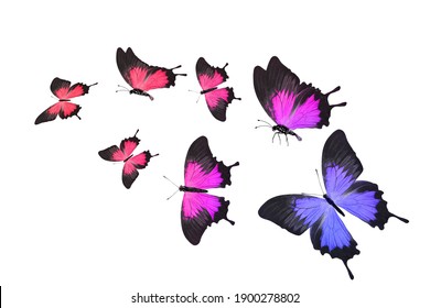 Set Of Flying Butterflies Isolated On White 