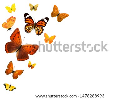 Set of flying butterflies isolated on a white background. flock of insects