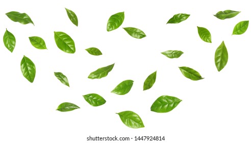 Set of flying fresh green coffee leaves on white background - Shutterstock ID 1447924814