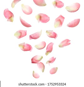 Set Of Flying Fresh Peony Petals On White Background