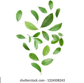 Set of flying green citrus leaves on white background - Powered by Shutterstock