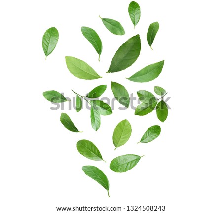 Set of flying green citrus leaves on white background