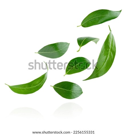 Set of flying green leaves isolated on white background. 