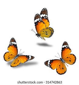 Set of flying orange butterflies, the plain tiger in the most beautiful compilation of natural color color profile