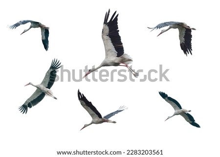 Set of flying storks isolated on white
