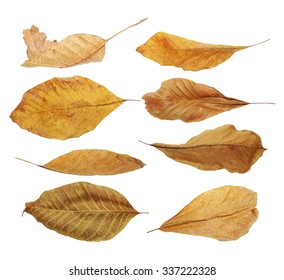 set flying yellow fallen autumn dry leaves walnut  isolated on white background, with clipping path, (high resolution) - Powered by Shutterstock