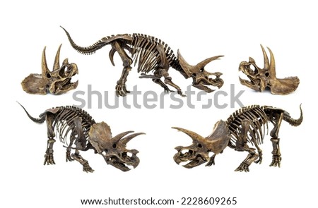Set of Fossil skull and skeleton of Dinosaur three horns Triceratops ready to fight isolated on white background.