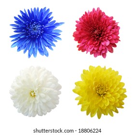 Set Of Four Aster Mum Flower Heads, Isolated On White