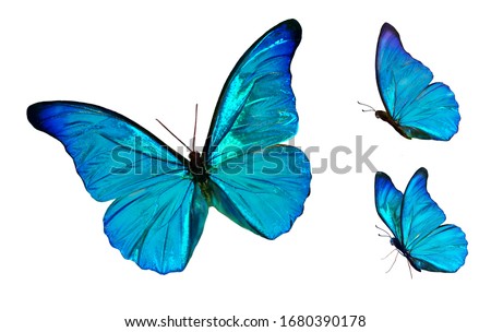 Set of four beautiful blue butterflies Cymothoe excelsa isolated on white background. Butterfly Nymphalidae with spread wings and in flight.
