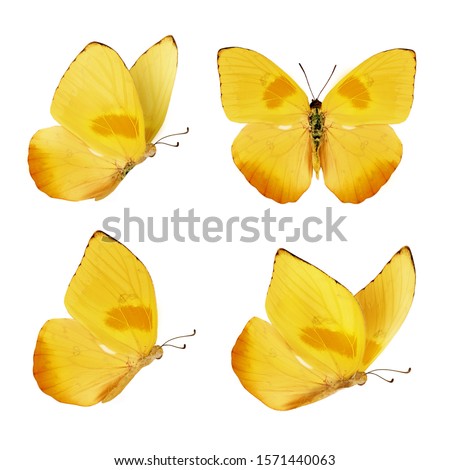 Set of four beautiful yellow butterflies. Phoebis philea butterfly isolated on white background. Butterfly with spread wings and in flight.