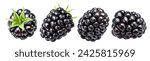 Set of four blackberries on white background. File contains clipping paths.