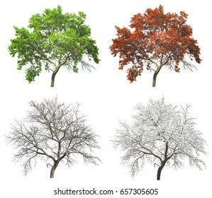 Apple tree four seasons Images, Stock Photos & Vectors | Shutterstock