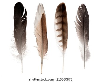 set of four straight feathers isolated on white background