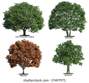 Set Of Four Trees Isolated Against Pure White, Crack Willow, Oak, Maple, Alder