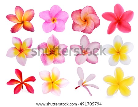 set of frangipani flowers isolated on the background white