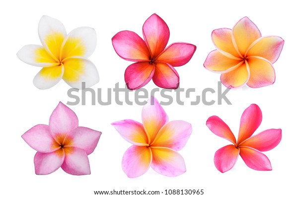 Set Frangipani Plumeria Flower Isolated On Stock Photo 1088130965 ...