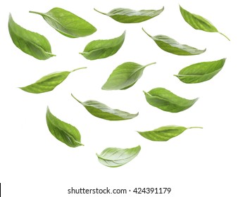 Set of fresh basil leaves isolated on white